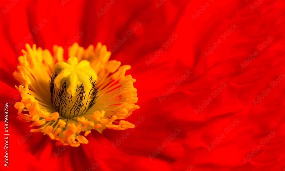 Closeup of red poppy flower, Papaver nudicaule, copy space. Closeup of red poppy flower, Papaver nudicaule, copy space.