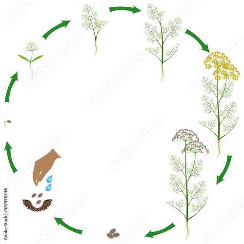 Life cycle of dill plant on a white background.