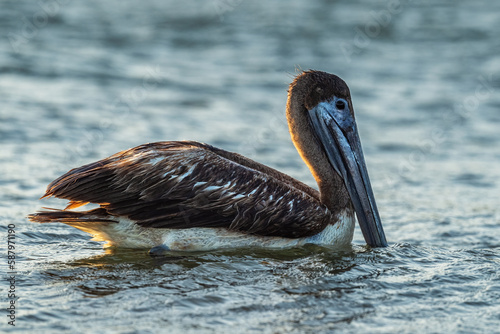 Brown Pelican - Pelecanus occidentalis, large water bird fishing on the Americas Pacific and Atlantic coasts, Cambutal, Panama. photo