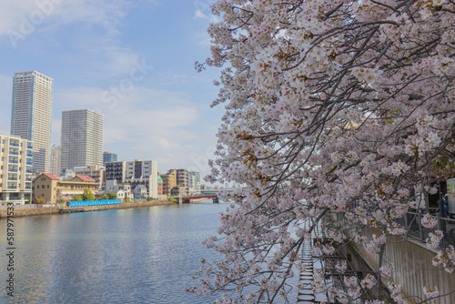 view of the river  and sakura in the Tokyo City