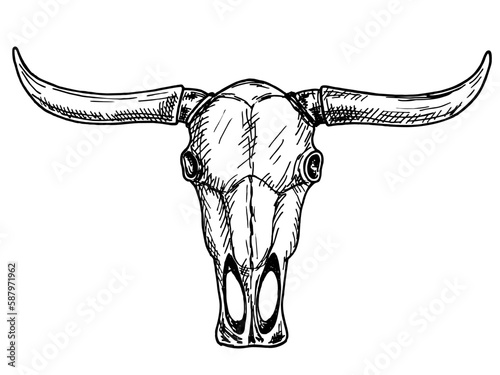 Buffalo skull. Wild west print. Sketch Hand drawn vector illustration, isolated on white. Vintage drawing for t-shirt print, poster, coloring book. Tattoo Bull skull