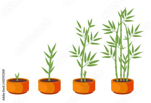 Bamboos ripening period progression. Bamboo growth stages. Vector Illustration of bamboo in pot on white background. For flower shop banner, poster. Bamboo lucky plant in pot, Chinese tree sprouts