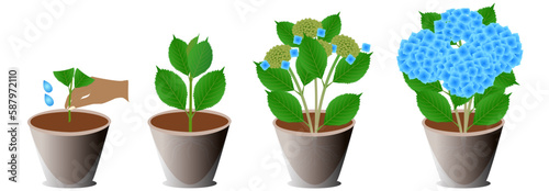 Growth cycle of a potted blue hydrangea on a white background.