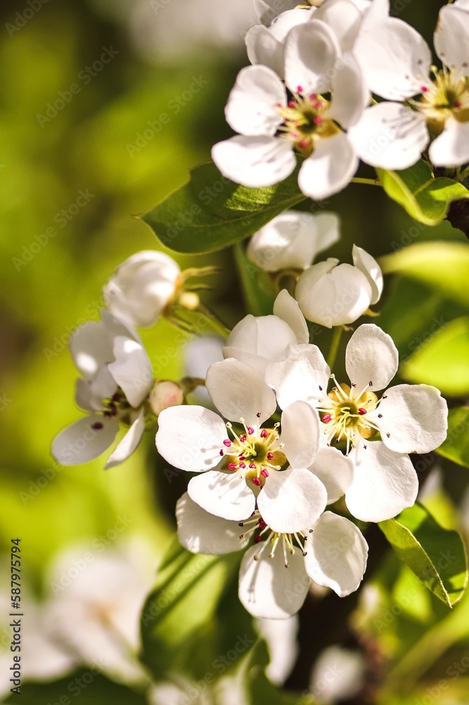 Fototapeta premium Beautiful white summer flowers. Blooming apple trees in daylight. Photo with a shallow depth of field.