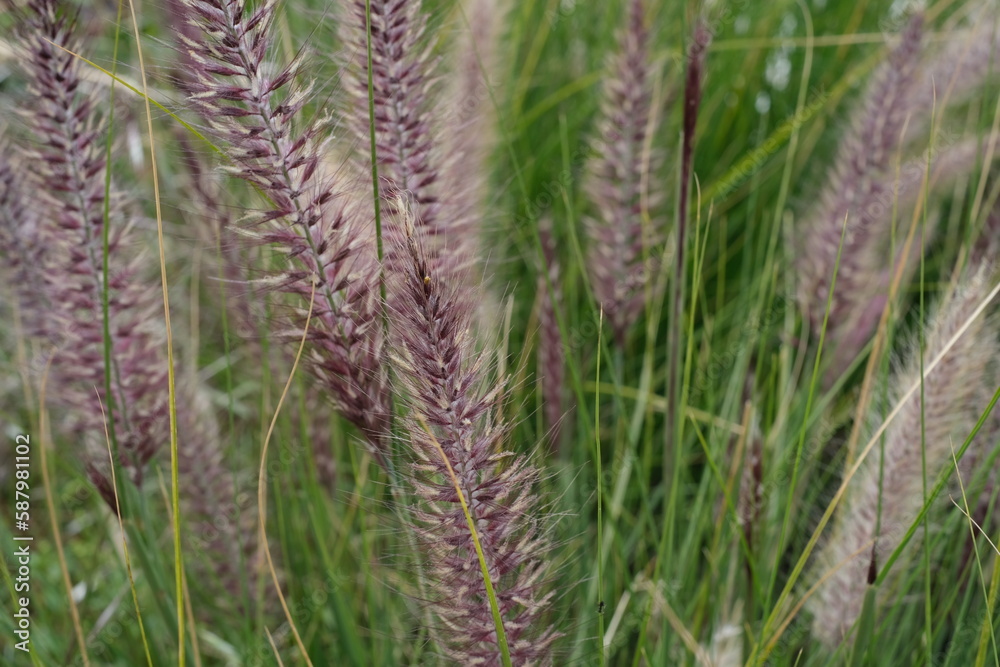 wheat field in summer wheat field in summer