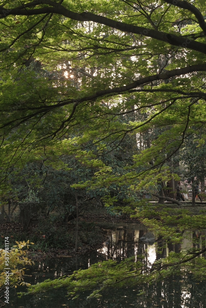 Obraz premium forest in spring