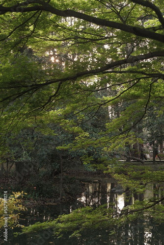 forest in spring