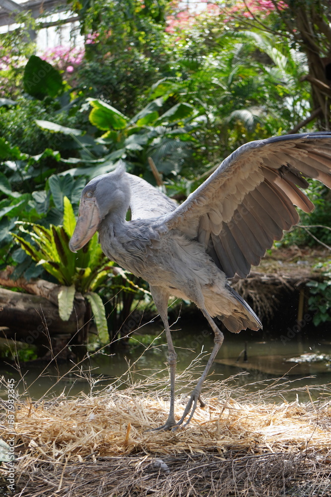 Fototapeta premium ハシビロコウ_shoebill_Balaeniceps rex