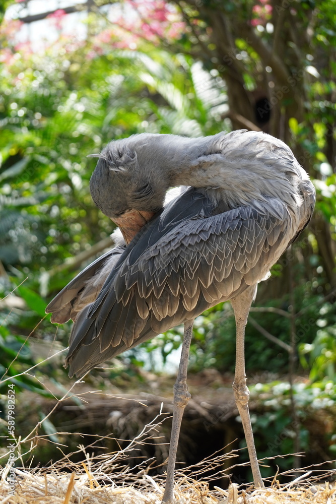 Naklejka premium ハシビロコウ_shoebill_Balaeniceps rex