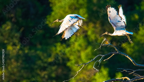 Картината върху платно Taking flight