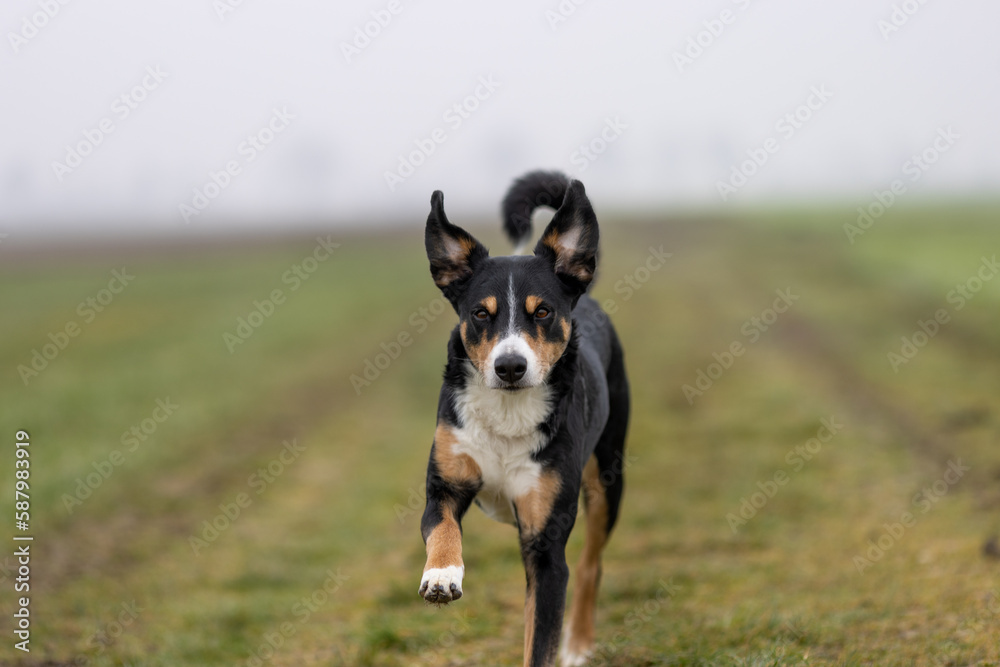 Portrait of a beautiful dog in motion, appenzeller sennenhund