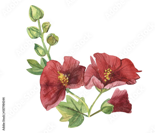 Red flower, Lavater, soda watercolor flower isolated on white background