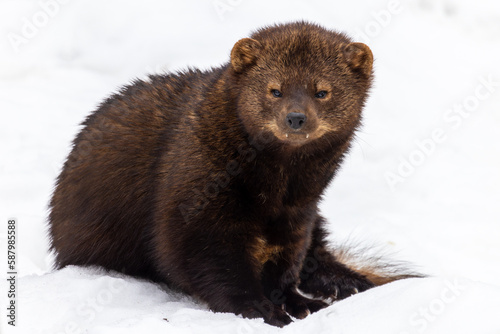 Horizontal full body image of a fisher Pekania pennanti sitting white snow and looking at the camera photo