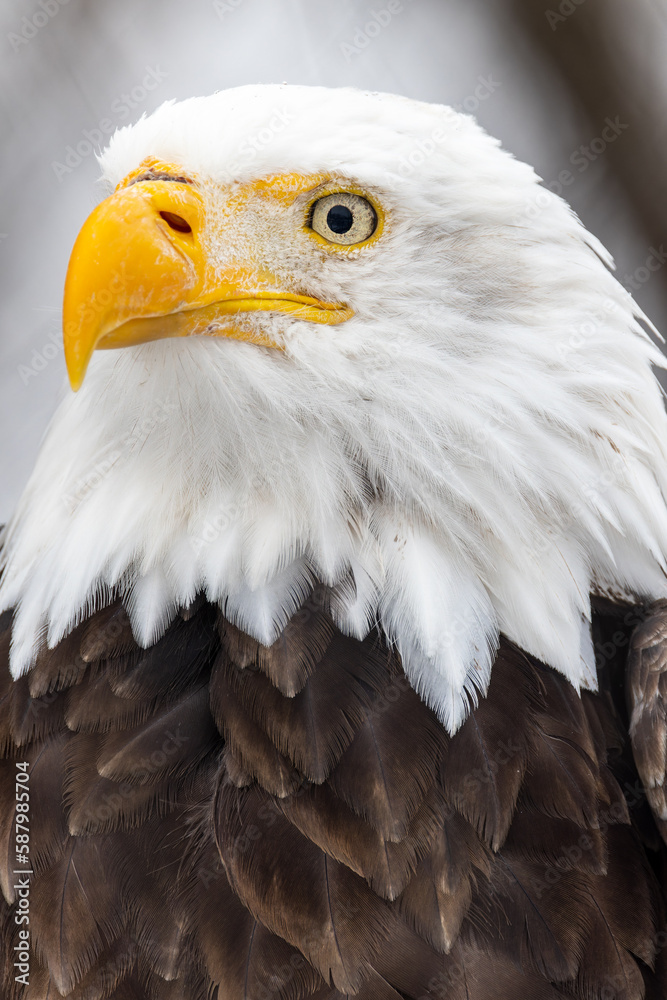 Fototapeta premium Vertical close up portrait of an American Bald Eagle