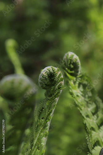 fern blossoms on a sunny lawn