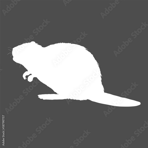 White Silhoeutte of Beaver. Vector Illustration on Black Background