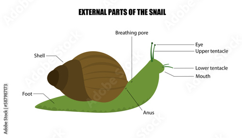External structure of a snail