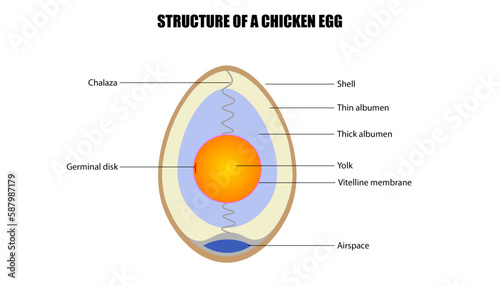 Diagram of the structure of the chicken egg, parts of the egg