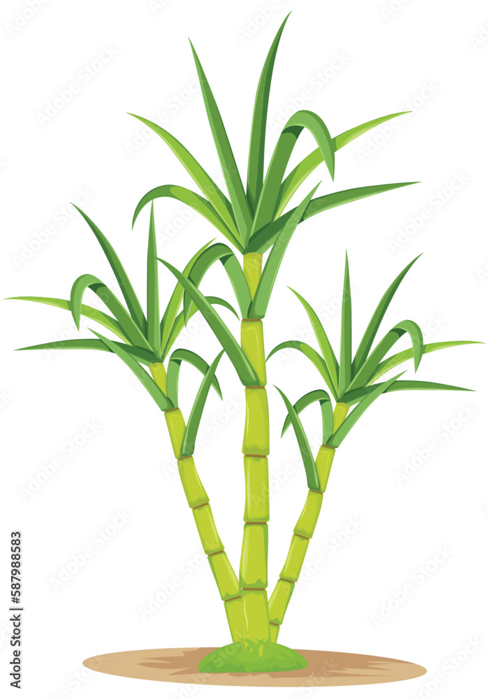 Sugar Cane Plant Pretty Isolated Vector Sugar Cane Plant Pretty Isolated Vector