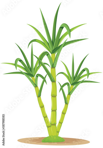Sugar Cane Plant Pretty Isolated Vector