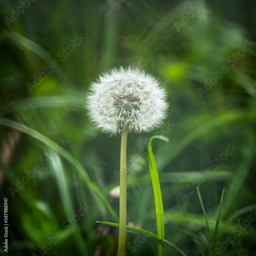 lone dandelion in the grass