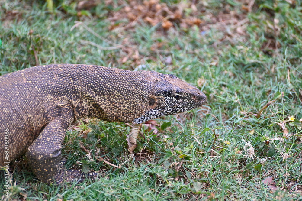 Closeup picture of a Nile monitor (latin name: Varanus niloticus), in Zambia Closeup picture of a Nile monitor (latin name: Varanus niloticus), in Zambia