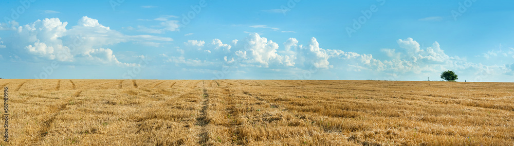 Panoramic view of wheat field stubble and lonely tree under beautiful blue sky and clouds on sunny summer day.