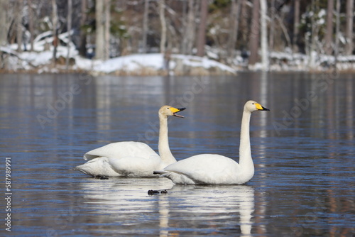 Sweden. The whooper swan  also known as the common swan  pronounced hooper swan  is a large northern hemisphere swan. 