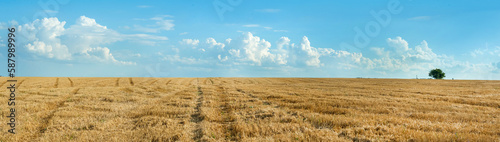 Panoramic view of wheat field stubble and lonely tree under beautiful blue sk...