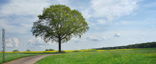 Banner Baum im Frühling