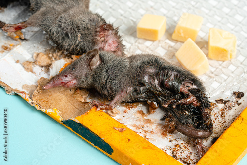 A wild mouse or rat found dead stuck to a rodent glue trap isolated on blue background. photo