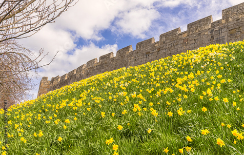 Daffoldils under a historic city wall. photo