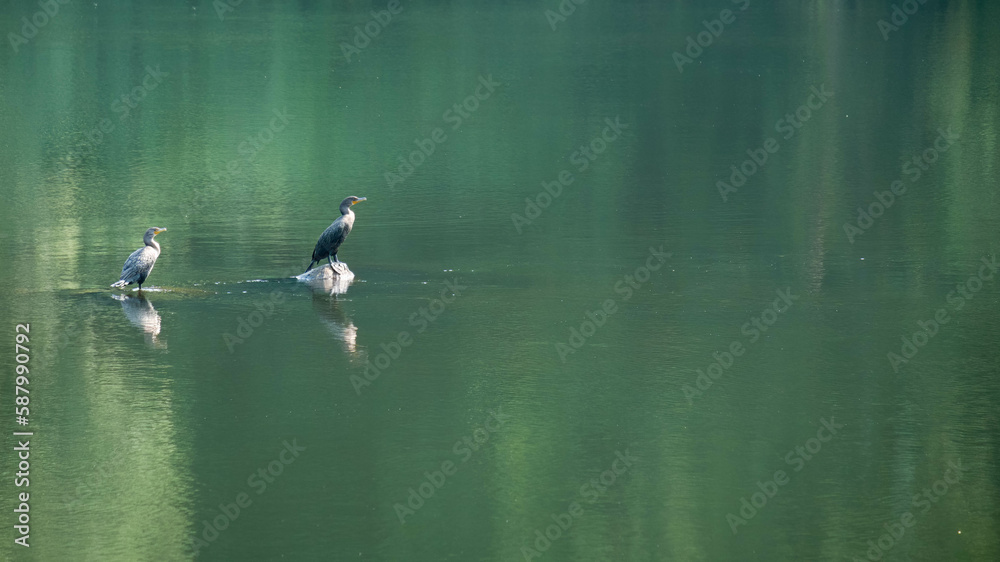 Pair of double crested cormorants (Nannopterum auritum) perched on rocks with green reflections on river. Pair of double crested cormorants (Nannopterum auritum) perched on rocks with green reflections on river.