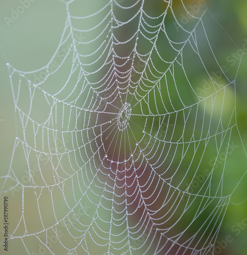 Sparkling dew drops on magnicent spider web with out of focus background.