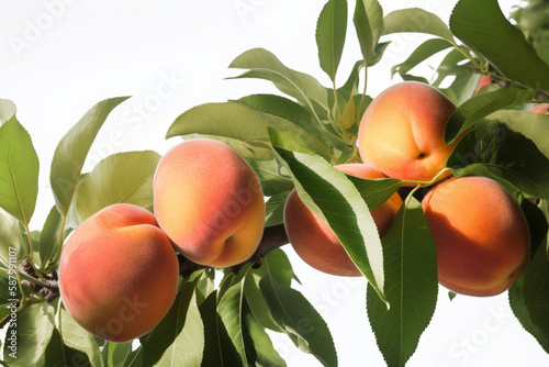 peaches on a tree in the garden close-up. generative ai
