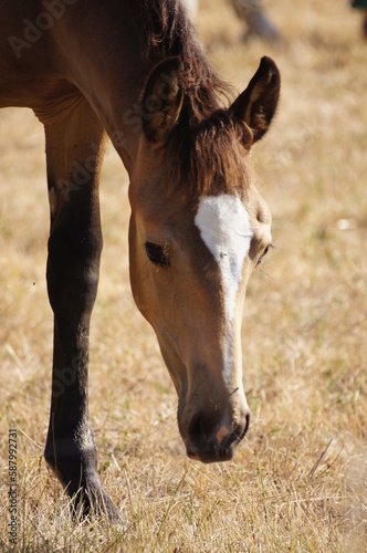 Poulain