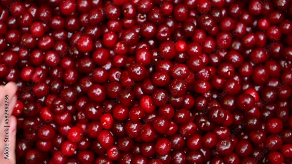 Close-up of the hands of a girl who is holding a clean juicy delicious cherry in her hands. A handful of cherries, top view. The girl is holding a cherry in the shape of a heart. Healthy food concept Close-up of the hands of a girl who is holding a clean juicy delicious cherry in her hands. A handful of cherries, top view. The girl is holding a cherry in the shape of a heart. Healthy food concept