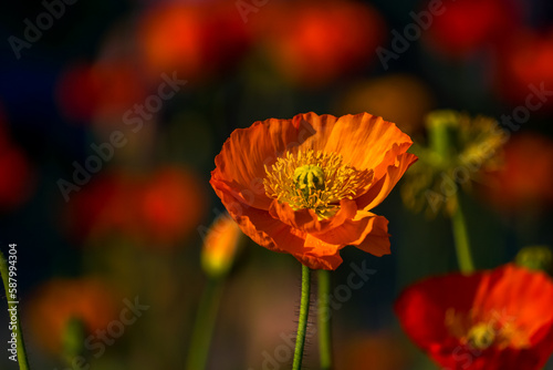 Poppies in the sunlgiht