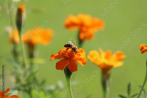 Orange flower and bee summer season photo