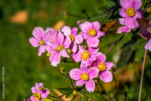 Beautiful rose flowers