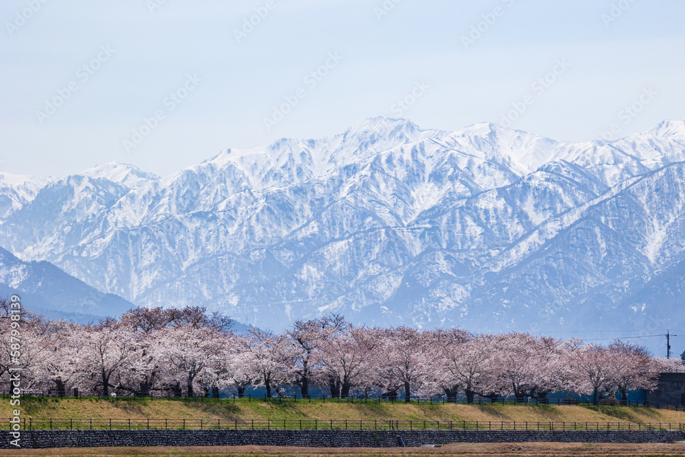 Fototapeta premium 季節の花