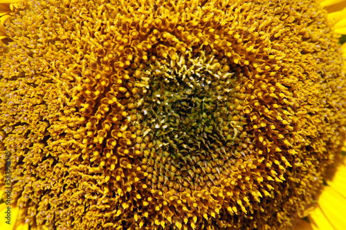 C  ur de tournesol en macro