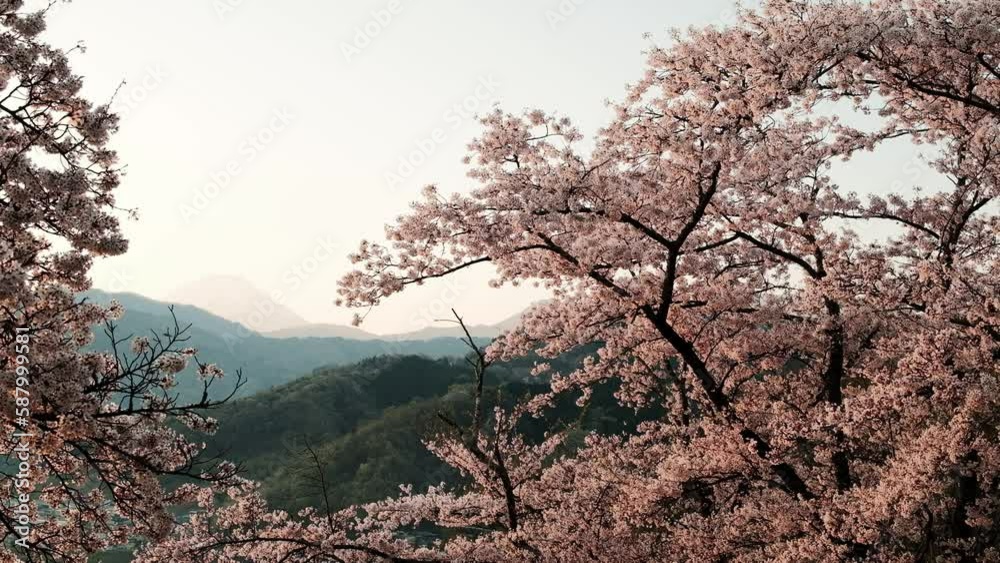 Sakura blooming on the mountain in early Japanese spring. View of Mount Fuji. Morning light. Sakura blooming on the mountain in early Japanese spring. View of Mount Fuji. Morning light.