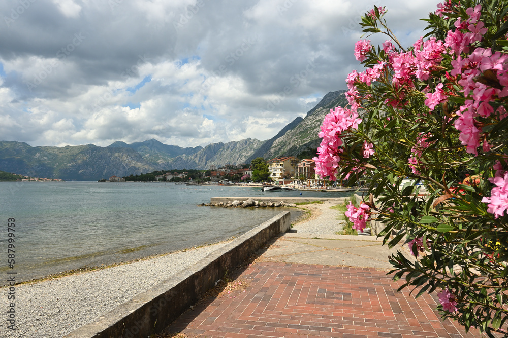 Fototapeta premium Flowers growing on the beach in the city of Kotor on the Bay of Kotor