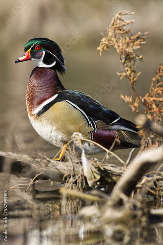 Wood duck. Aix sponsa