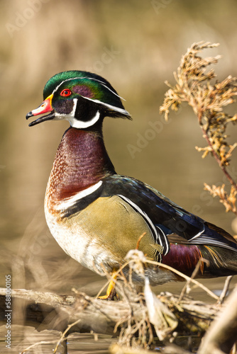 Wood duck. Aix sponsa