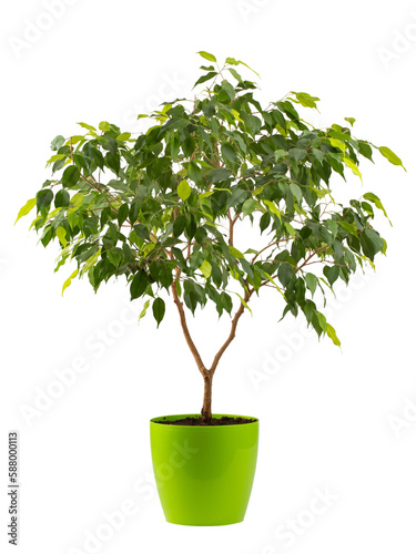 benjamin's ficus houseplant with variegated leaves in a white planter, isolated