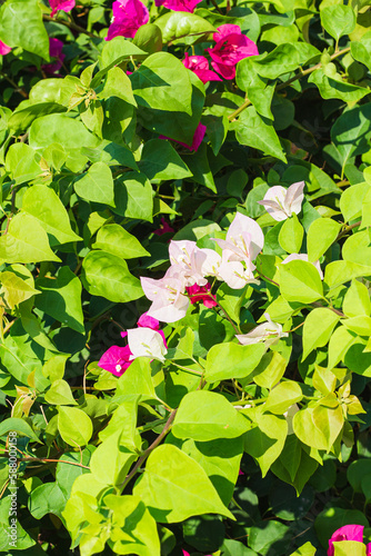 White Blooming bougainvillea as texture and background. Floral background. Bright sun