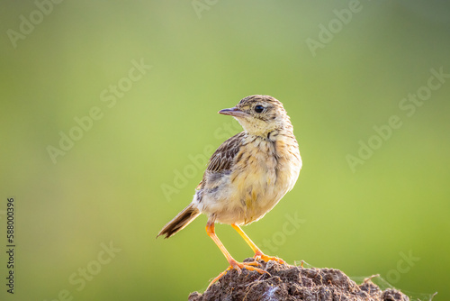 sparrow on a branch