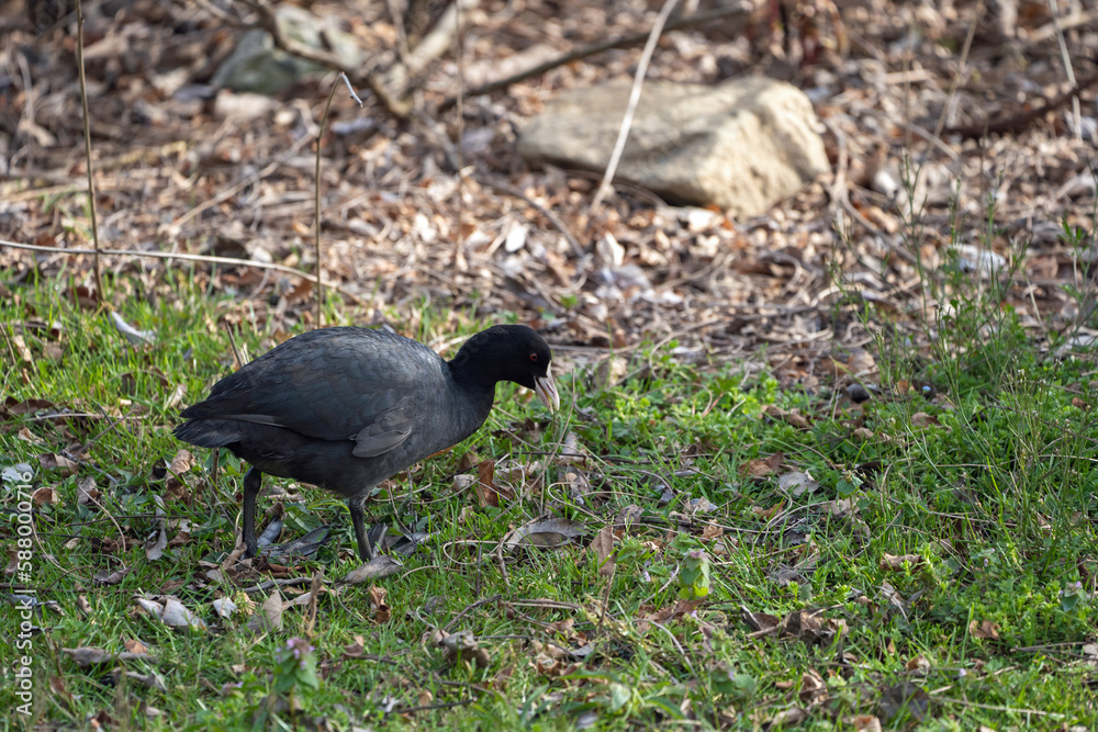 Obraz premium 草をついばむオオバン